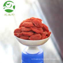 Bayas de goji frescas de la baya de goji seca orgánica certificada china
